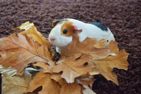 Guinea Pig in autumn yellow leaves Stock Photos
