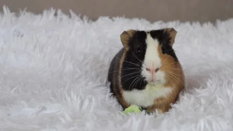A guinea pig of a beautiful tricolor Stock Video Pond5