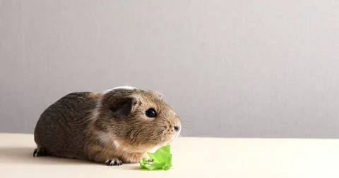 Guinea pig on a beige background sniffs a leaf of lettuce Stock Footage 152214155