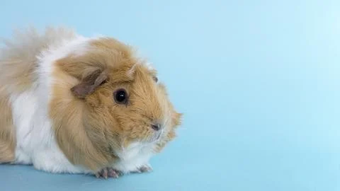 A guinea pig on blue background Stock Photos