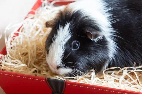 Guinea pig in a box Stock Photos