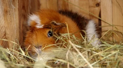 Guinea pig in a cage Stock Footage 46622649