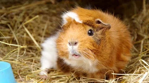 Guinea pig in a cage Stock Footage 49688794