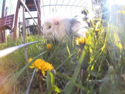 Guinea pig in a cage Stock Footage 75108252
