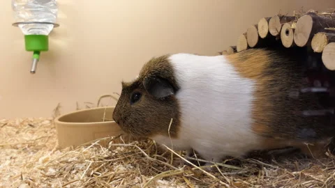 Guinea pig in a cage. Stock Footage 85591789