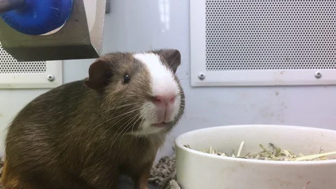 Guinea pig in cage looking at camera Stock Footage 101557325