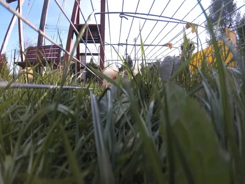 Guinea pig in a cage part 2 Stock Footage 75104919