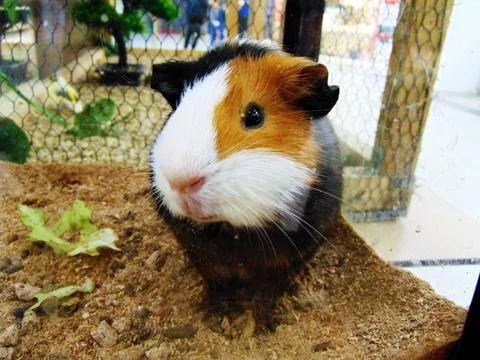 Guinea pig in a cage 库存照片