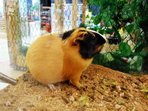 Guinea pig in a cage 库存照片