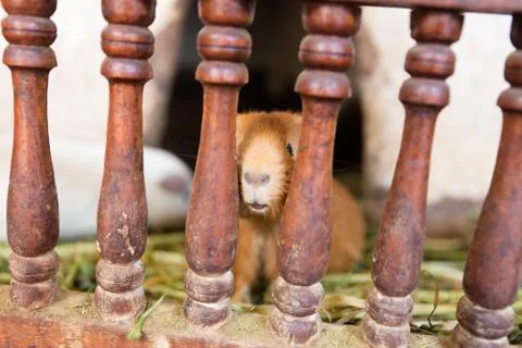 Guinea pig in captivity Stock Photos