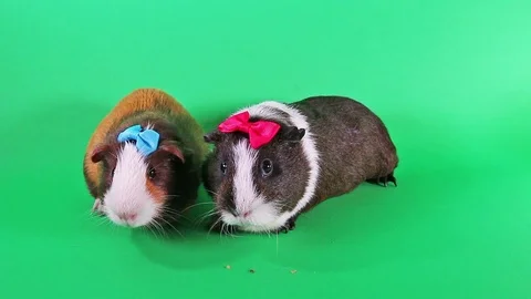 Guinea pig cavy cute pet guinea pigs Stock Footage 100782879