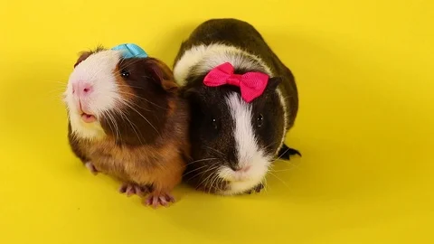 Guinea pig cavy cute pet guinea pigs Video stock 100783072