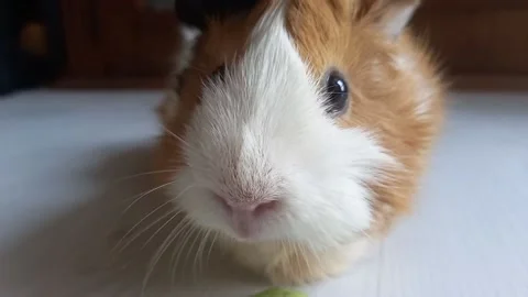 Guinea Pig Chewing Stock Footage 155185855