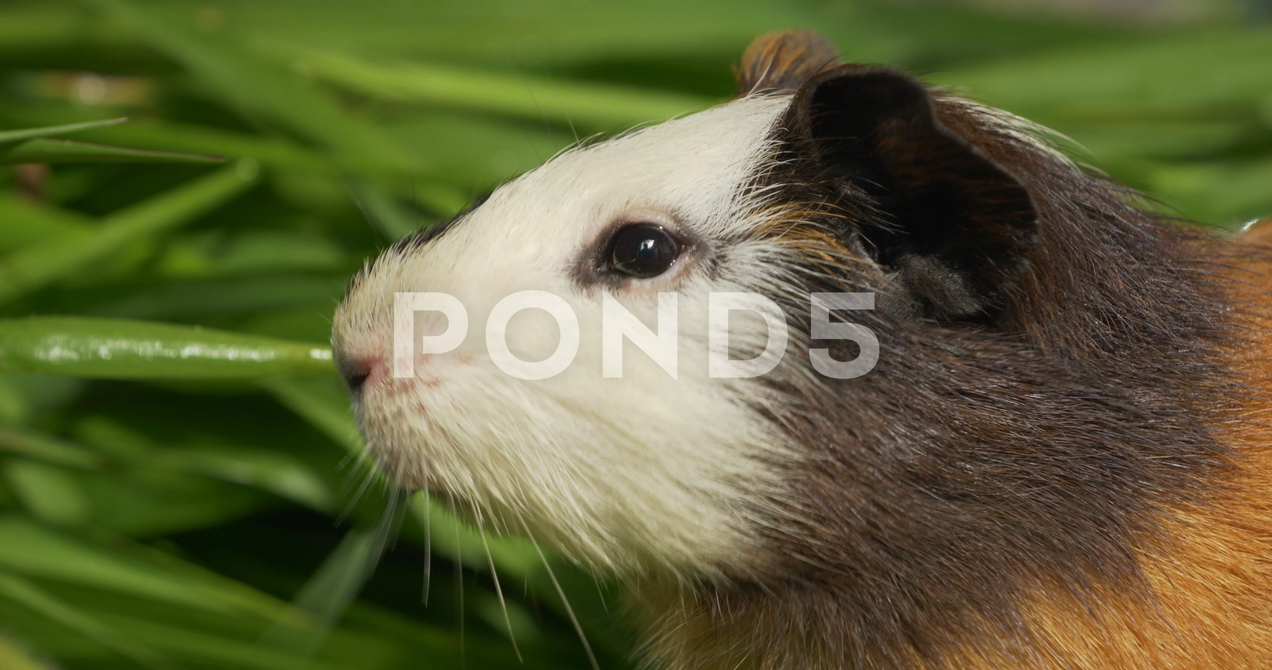 Fresh grass outlet for guinea pigs