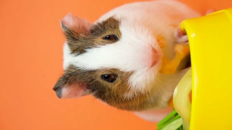 Guinea pig chews pepper and looks into the camera on an orange background. Stock Footage 218950872