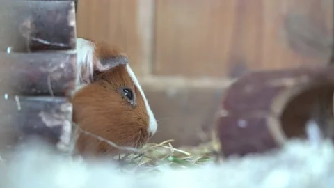 The guinea pig close up Stock Footage 141808152