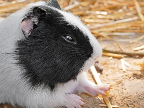 Guinea pig close-up Stock Photos