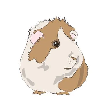 Guinea pig, color vector Stock-Illustration