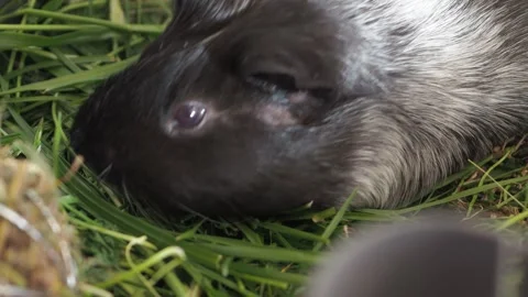 The guinea pig demonstrates an enviable appetite, consuming a significant amount Video stock 278094445