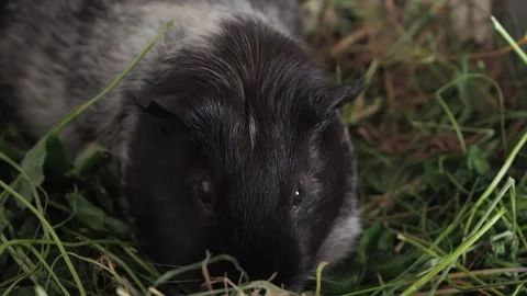 The guinea pig demonstrates enviable selectivity, choosing only certain types of Stock-Footage 278094207