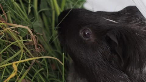 A guinea pig demonstrates teamwork by eating grass with a congener. Vídeos de archivo 278094912