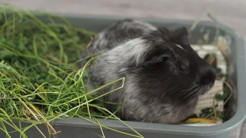 The guinea pig discovers a patch of dewy grass and enjoys the moist leaves 動画素材 278094571