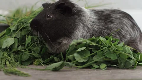The guinea pig discovers a patch of fragrant herbs and enthusiastically tries ne Video stock 278094961