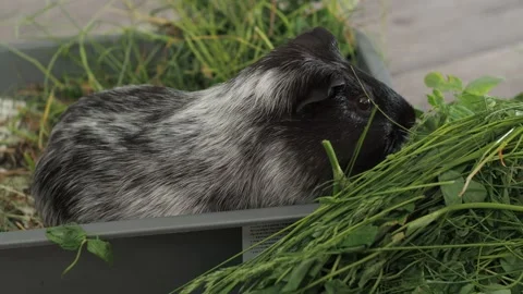 Guinea pig discovers a small clearing of wildflowers and methodically Stockbeeldmateriaal 278116245