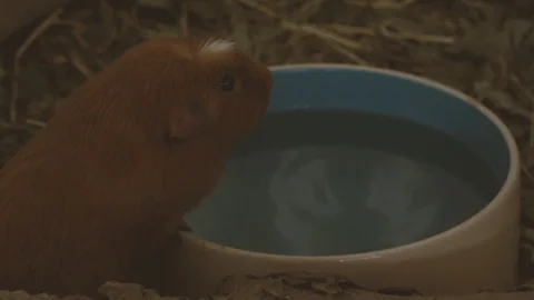 Guinea pig drinking water. Stock Footage 113733683