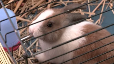 Guinea pig drinking water sitting in a cage Video stock 78569666