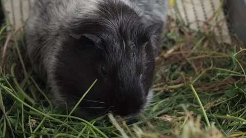 The guinea pig eagerly gnaws on clover and dandelions scattered across the lawn. Video stock 278091817