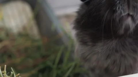 The guinea pig eagerly gnaws on clover and dandelions scattered across the lawn. Stock Footage 278091857