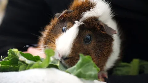 A guinea pig eating cabbage 動画素材 129519857