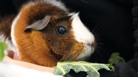 A guinea pig eating cabbage 動画素材 129519944