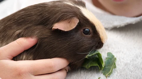 A guinea pig eating cabbage Stock Footage 129520215