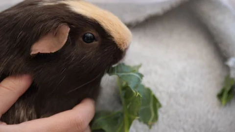 A guinea pig eating cabbage 動画素材 129520220