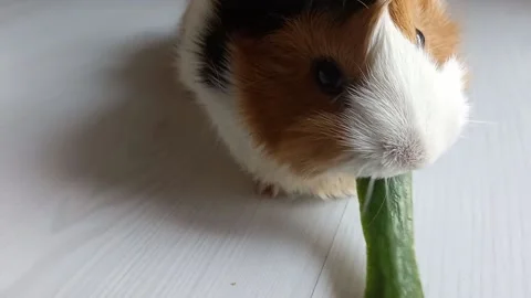 Guinea Pig Eating Cucumber Stock Footage 155185973