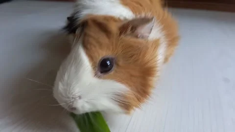 Guinea Pig Eating Cucumber Stock Footage 155185982