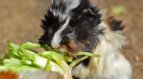 Guinea pig eating Video stock 33544563
