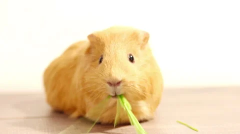 Guinea pig eating Stock Footage 46170966