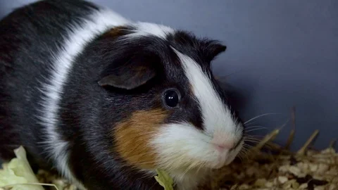 Guinea Pig Eating Stock Footage 123922214