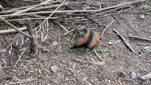 Guinea Pig Eating Leaf in Natural Habitat Stock Footage 314780501