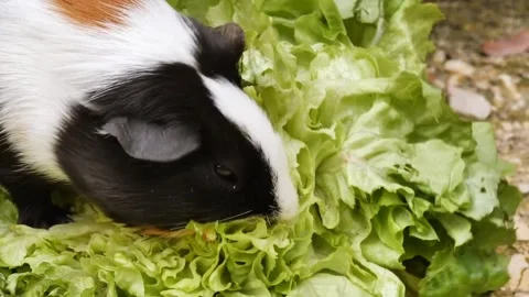 Guinea pig eating vegetables Stock-Footage 274415080