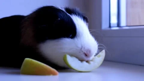 Guinea pig eats an apple on the windowsill 動画素材 153766079