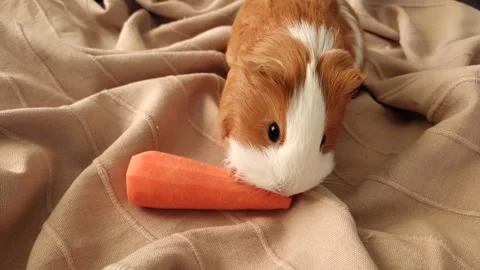 Guinea pig eats carrots with appetite Stock Footage 280349912