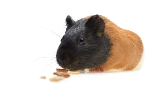 Guinea pig that eats feed Stock Photos