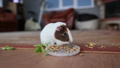 The guinea pig eats food Stock Footage 151436094