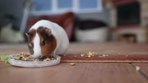 The guinea pig eats food Stock Footage 151436157