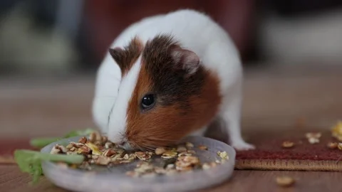 The guinea pig eats food Stock Footage 151446111