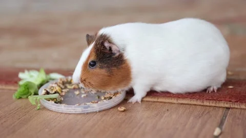 The guinea pig eats food Stock Footage 151679528